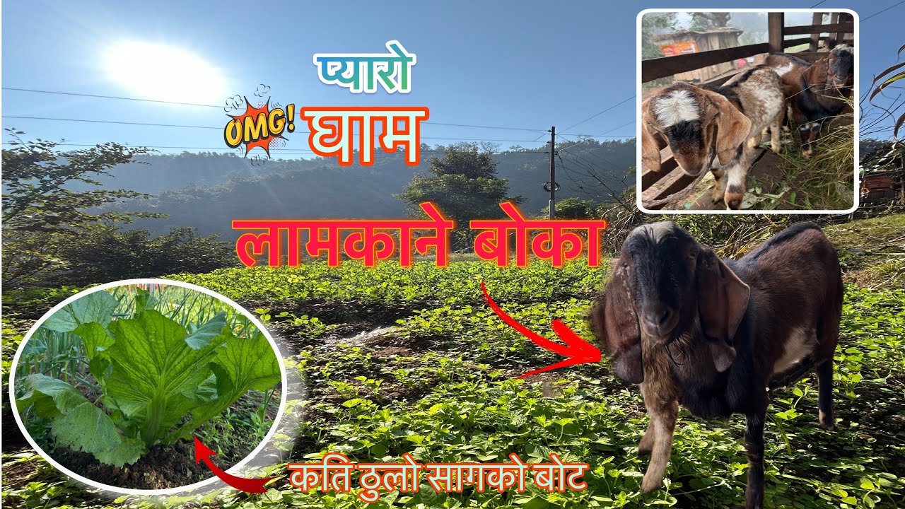 My-vlog👉१५ धार्नीको लामकाने बोका । कति धेरै चिसो बडेको😩