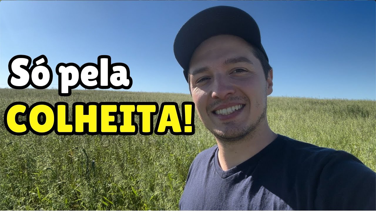 AVEIA UCRANIANA COM 120 DIAS!!