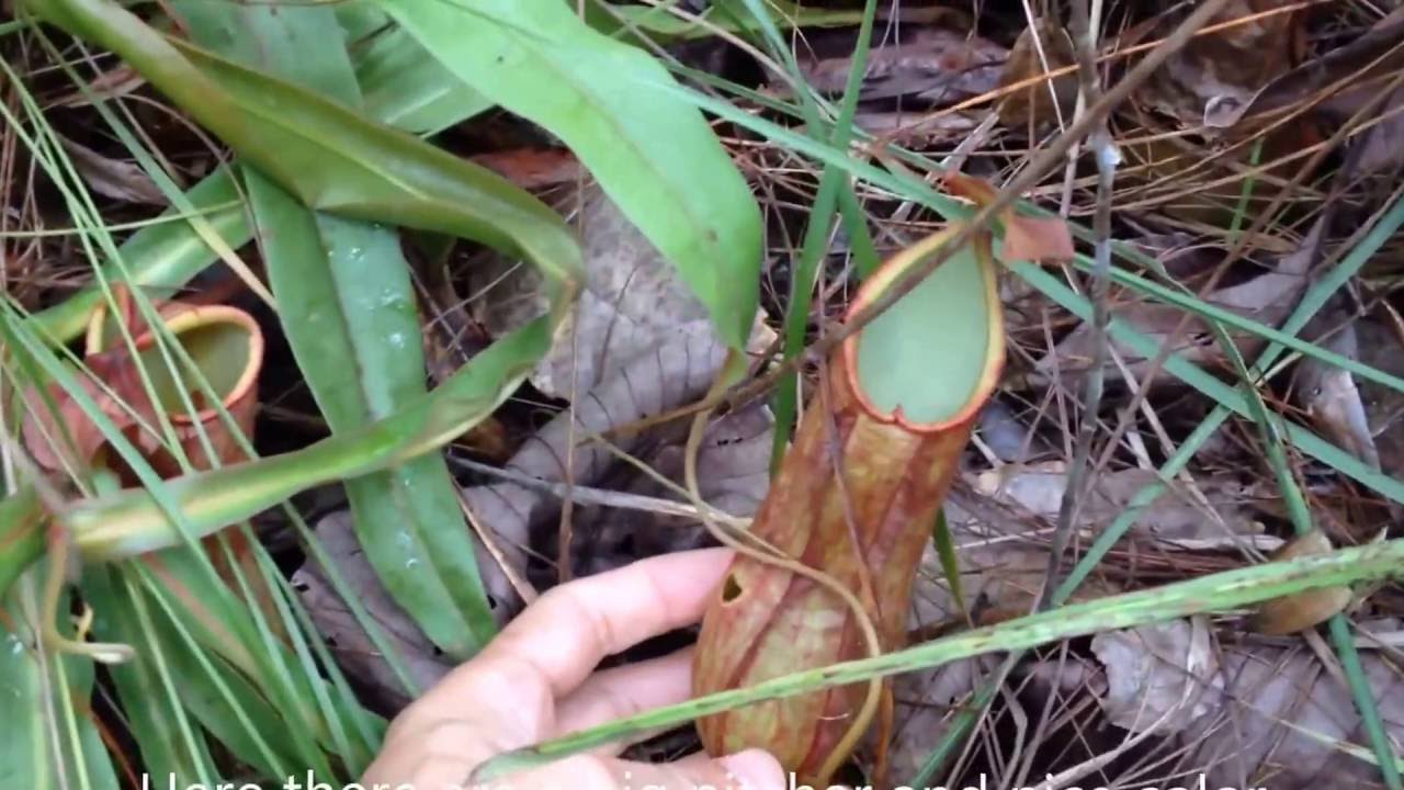 Nepenthes smilesii in habitat, Thailand