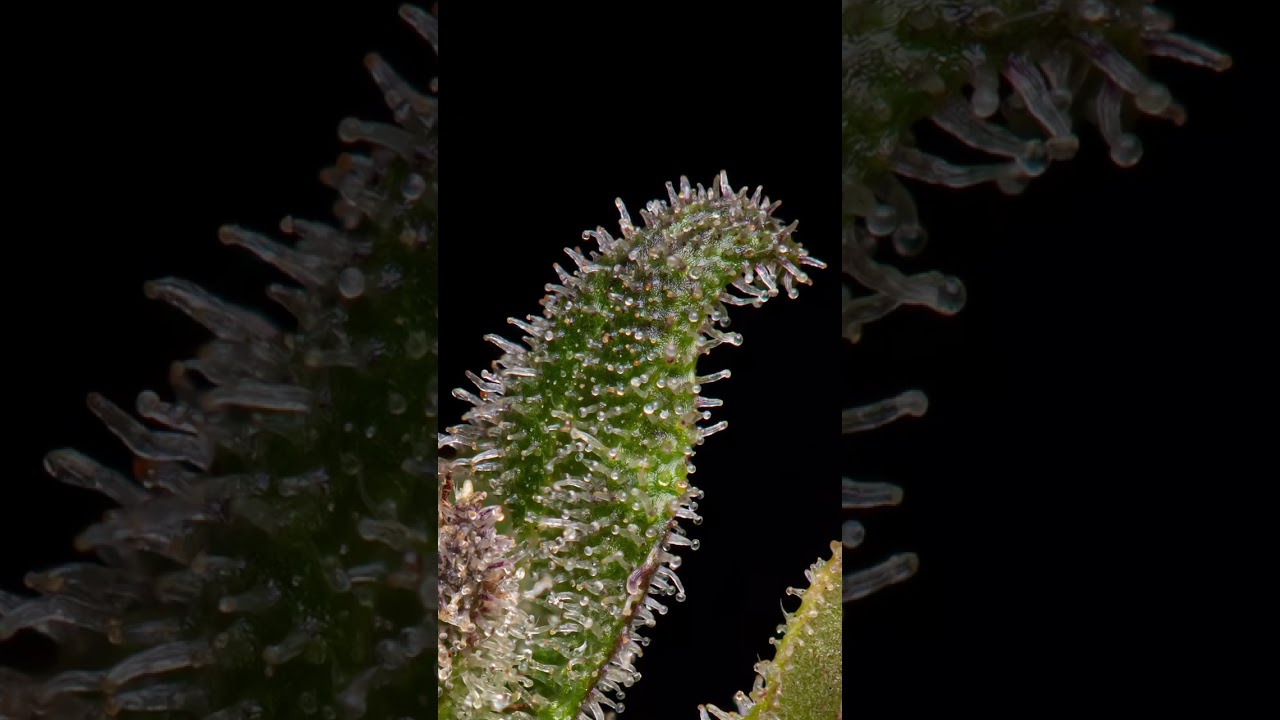 Photo of Cannabis UPCLOSE
