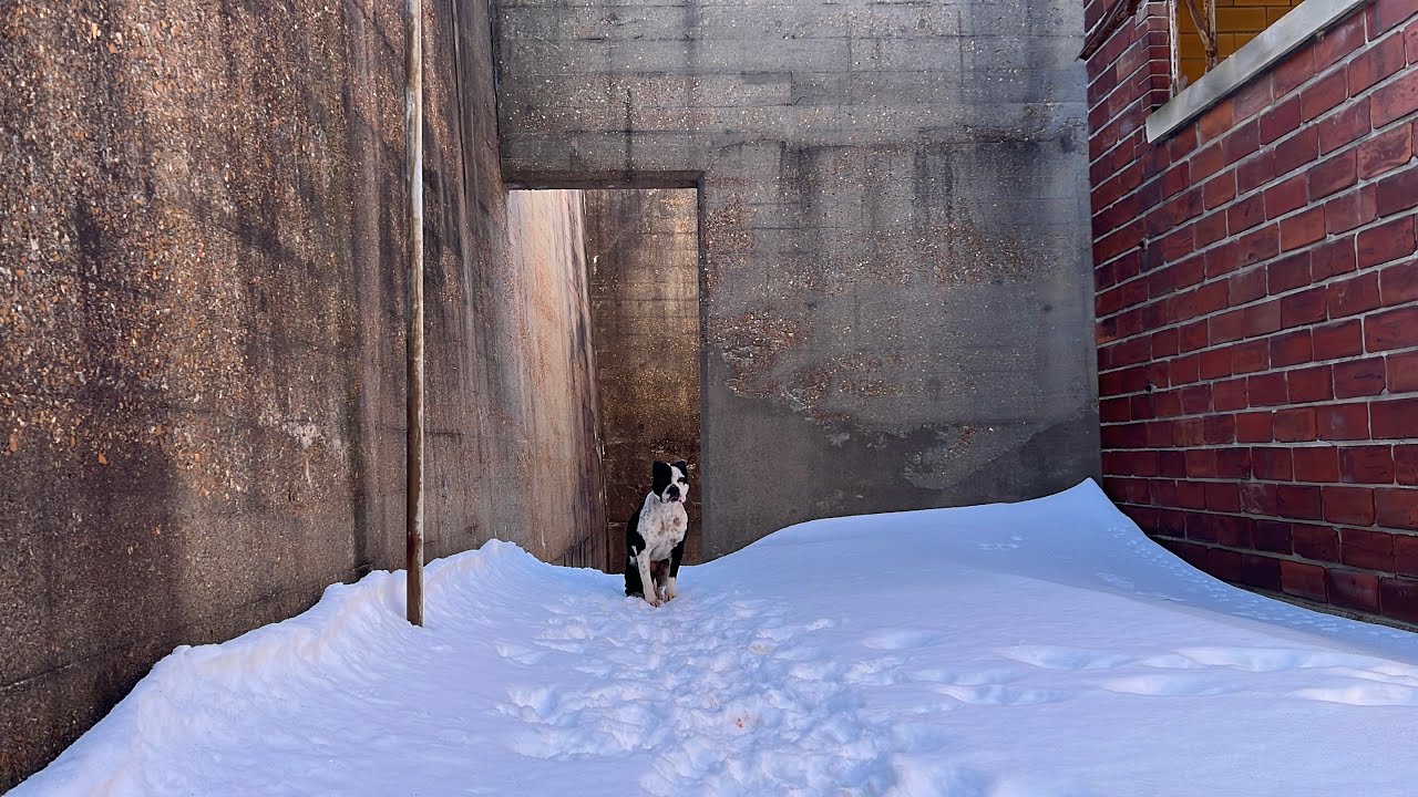 Her feet bled from the ice & cold - Stray Rescue of St.Louis