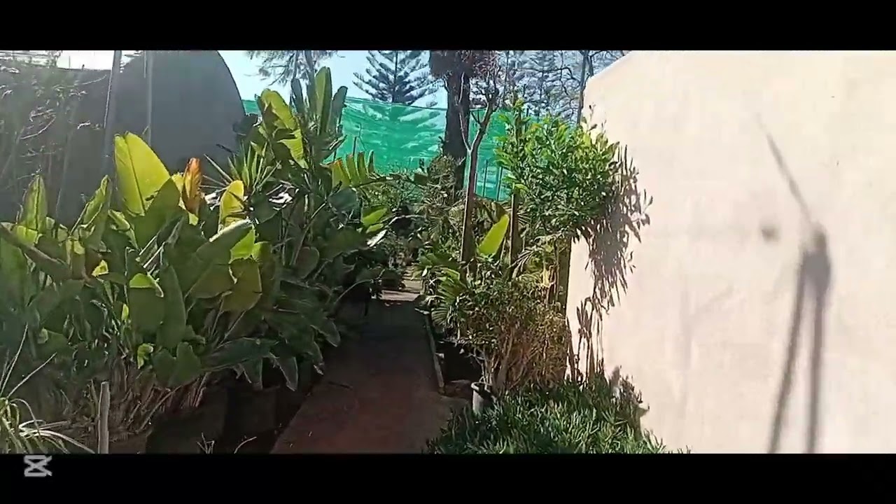 منبت بولو بالبيضاء من أجمل منابت المغرب ...POLO Plantes