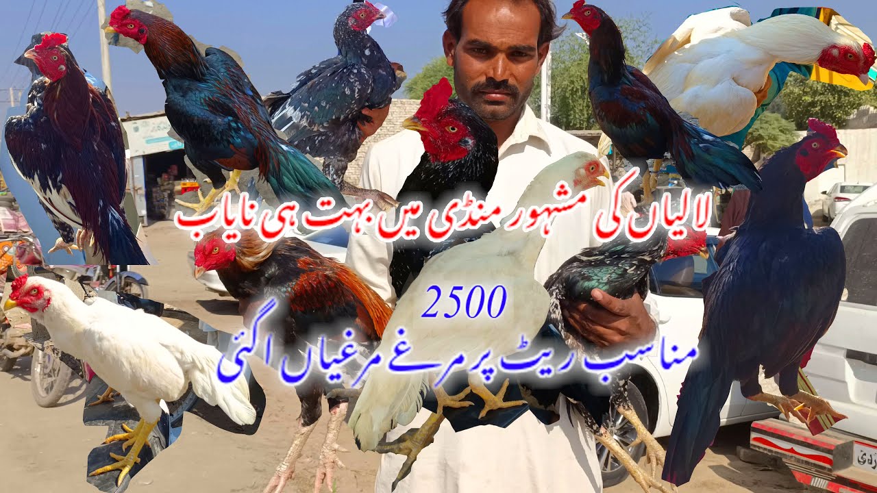 🐓Laliya Ki Mashoor Mandi New Update Bohot Hi Nayab Rooster A Gaye #vlog #aseelbreeder