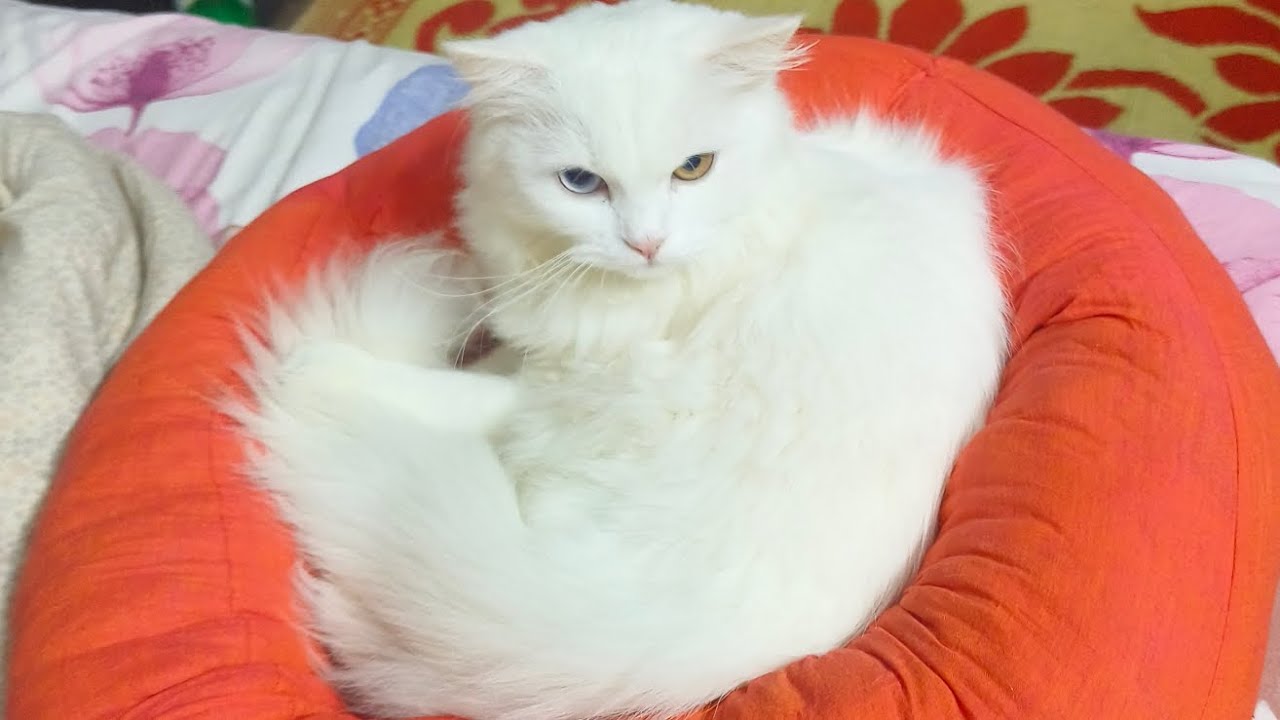 Cat Bathtime, peacefully 😺✨| #cat #catbathtime #catbathing 