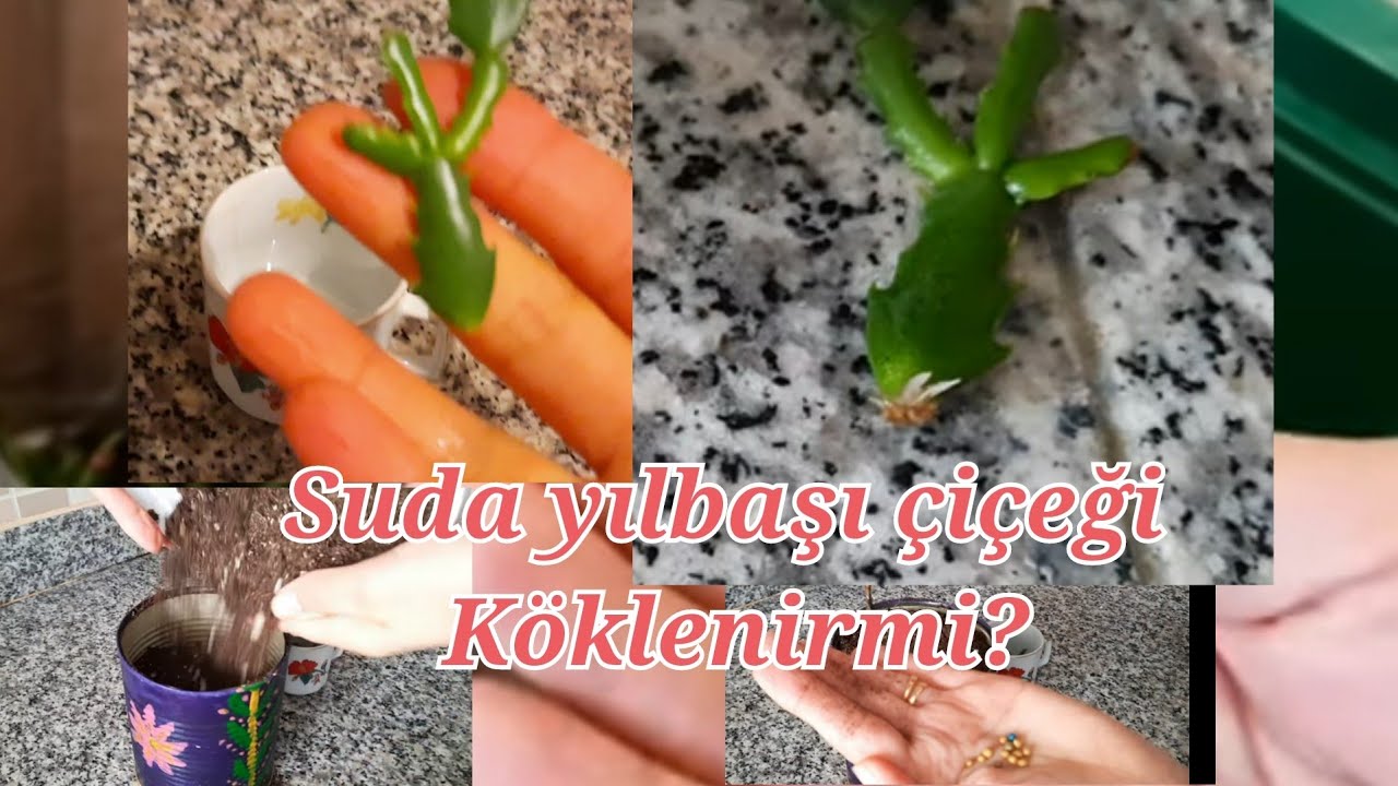 yılbaşı çiçeği ne kadar zamanda köklenir , çelikten yılbaşı çiçeği su içerinde köklendirme.