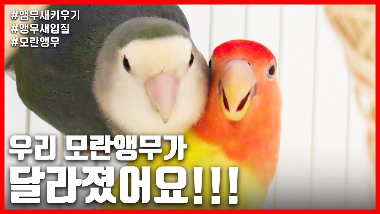 [앵무새키우기] 우리 모란앵무가 달라졌어요!! 도망다니고 입질하는 모란앵무 무엇이 문제인가요???