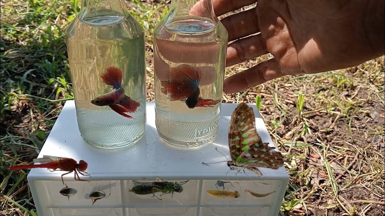 Catch Betta fish, Dragonflies, Butterflies, and Water Cockroaches in the garden.