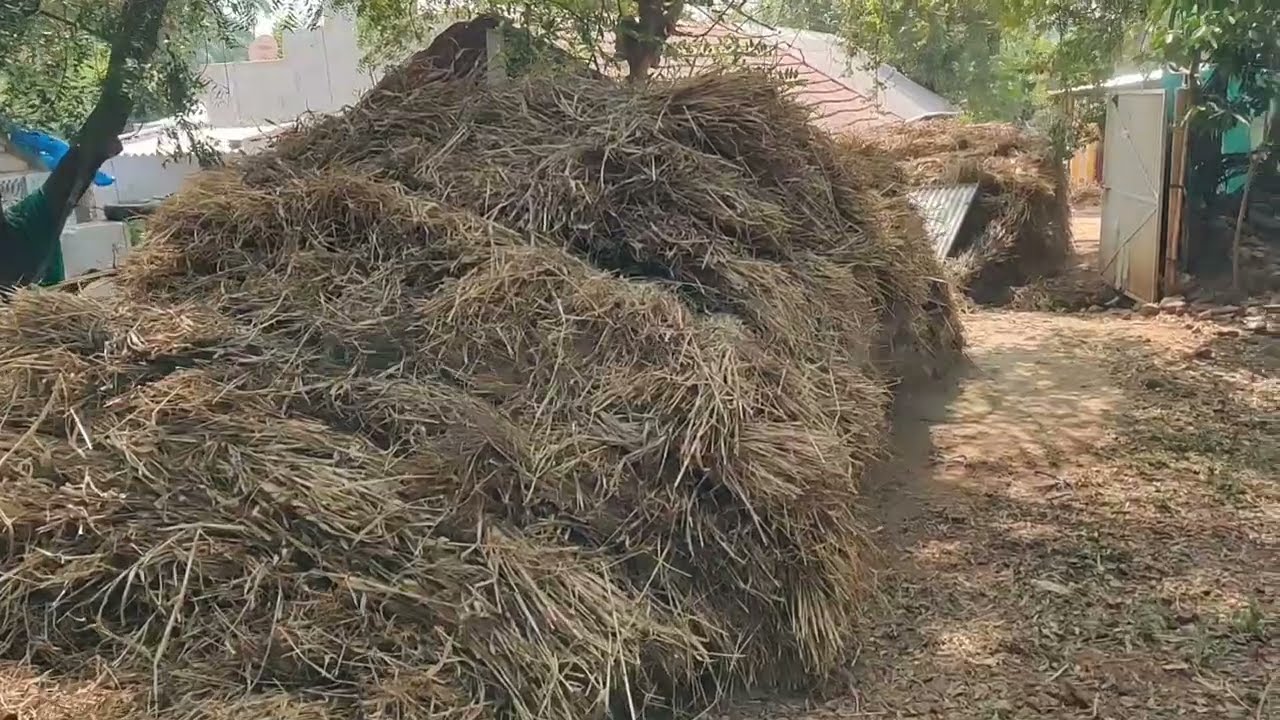 சோளத் தட்டு போர் போடுவது எப்படி | மாடு வைத்து இருக்கும் விவசாயிகளின் துயரம் | ஆளைக் கொல்லும் ஆட்கூலி