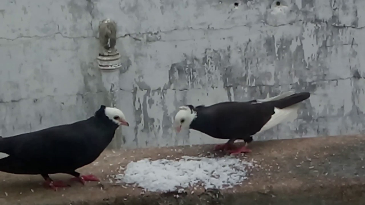 Save pigeons & birds.