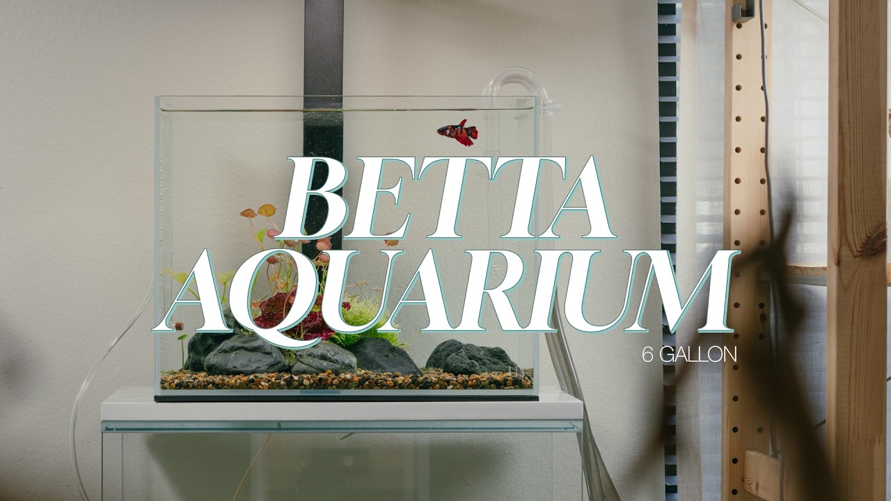 6 Gallon Nano Betta Planted Tank Setup and 6 Month Update