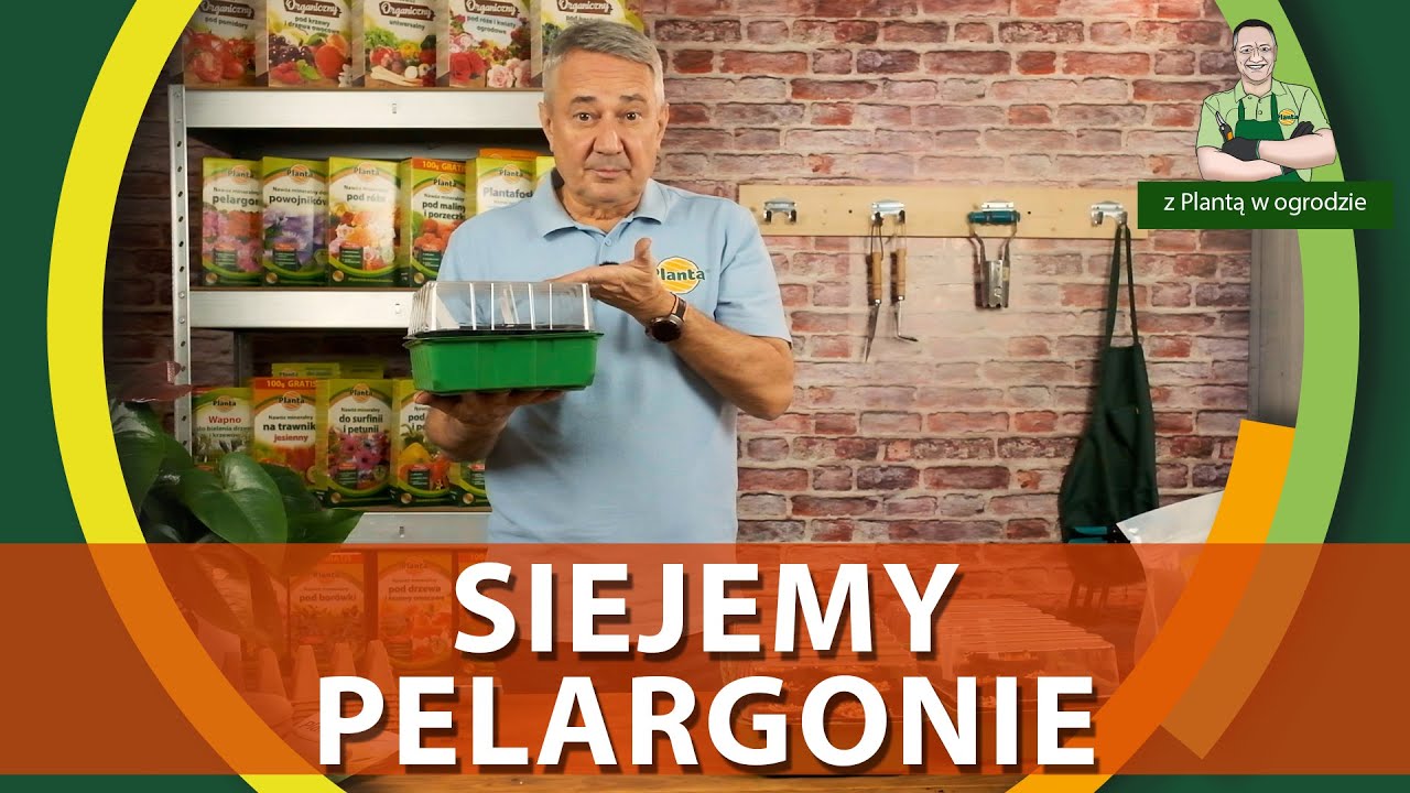 Jak siać pelargonie - Z PLANTĄ W OGRODZIE