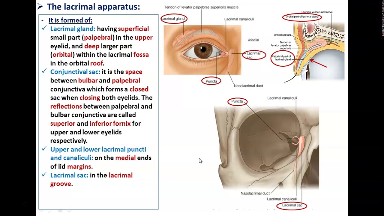 The Lacrimal System - Dr. Ahmed Farid