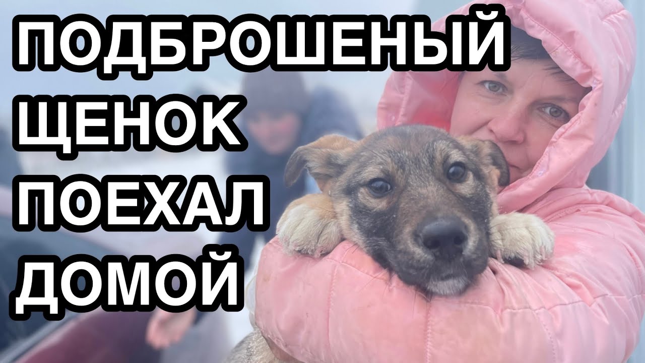 Спасение животных/ Щенок из мешка поехал домой