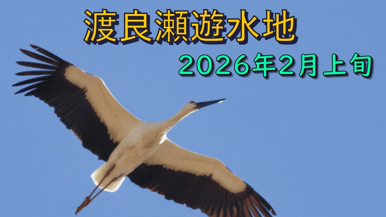 『渡良瀬遊水地の野鳥―２０２６年２月上旬』コウノトリ、ベニマシコ、タゲリ、ミコアイサ、クイナ、ヒクイナ　他