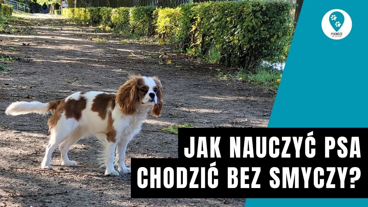 Jak nauczyć psa chodzić bez smyczy?