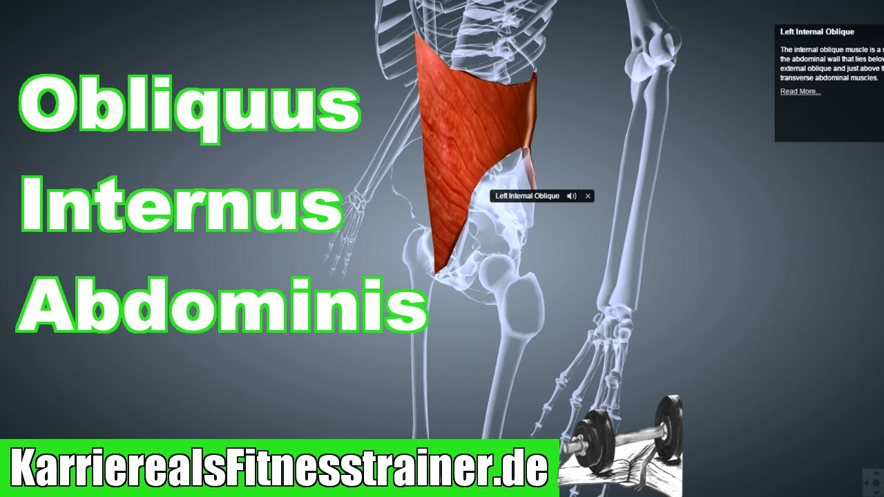 M. Obliquus Internus Abdominis Innerer Bauchmuskel Ansatz Ursprung Funktion B-Lizenz Prüfung