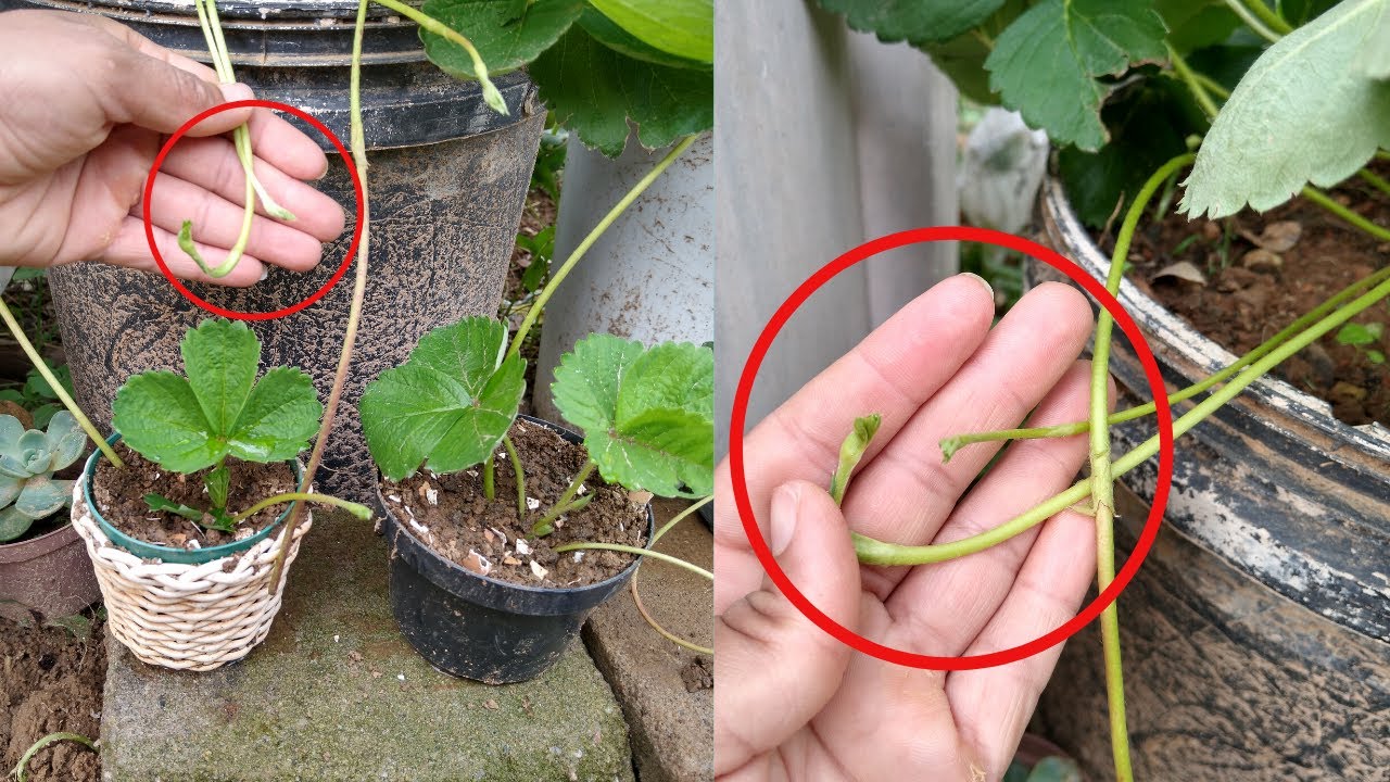 COMO FAZER MUDAS DE MORANGO SIMPLES E RÁPIDO !!