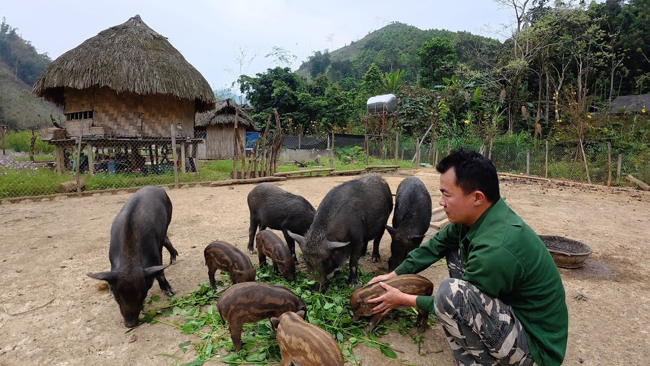 Tuyệt vời khi đàn lợn tăng thêm 5 con, chó tăng thêm 4 con, cuộc sống tự nhiên