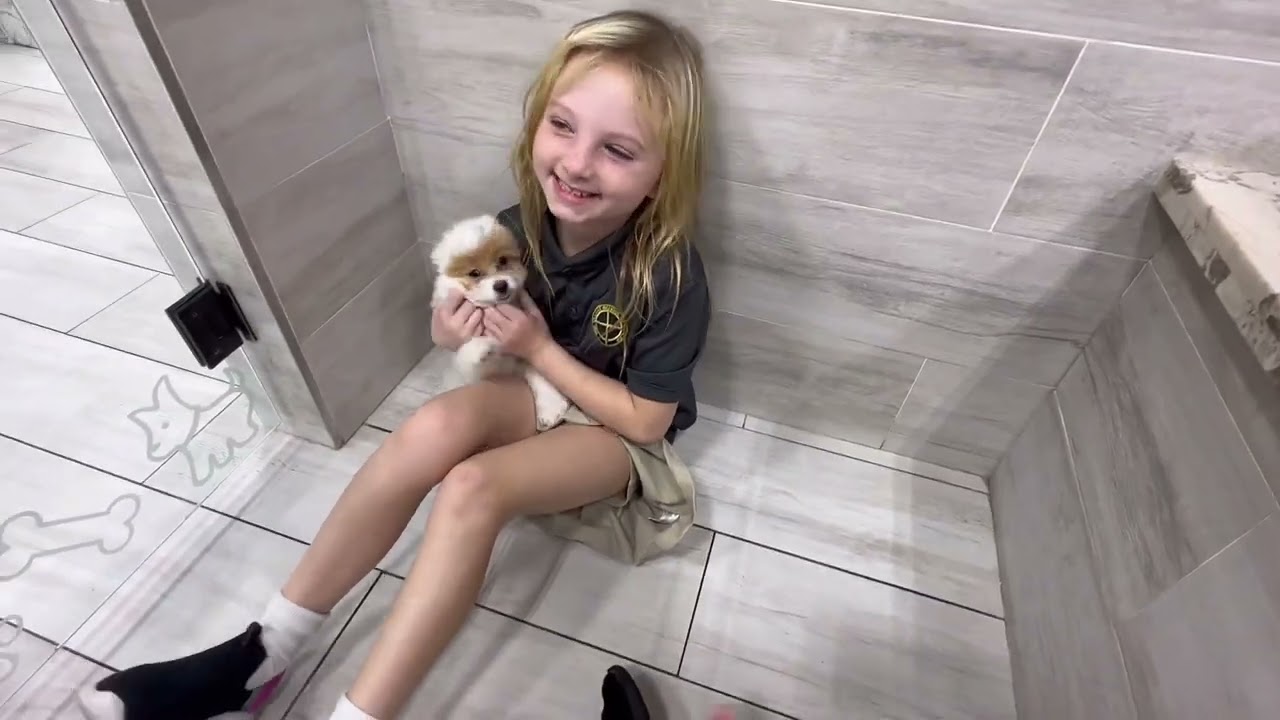 Время щенков в Petland