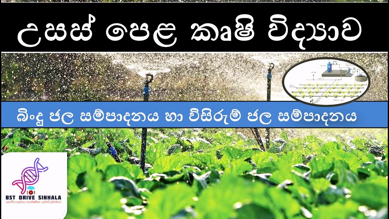 agri science | බිංදු ජල සම්පාදනය හා විසිරුම් ජල සම්පාදනය | drip irrigation & sprinkler irrigation |