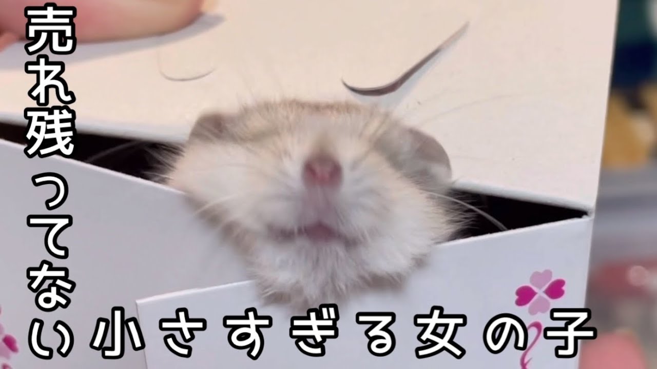 売れ残ってないハムスターをお迎えしたら可愛すぎた