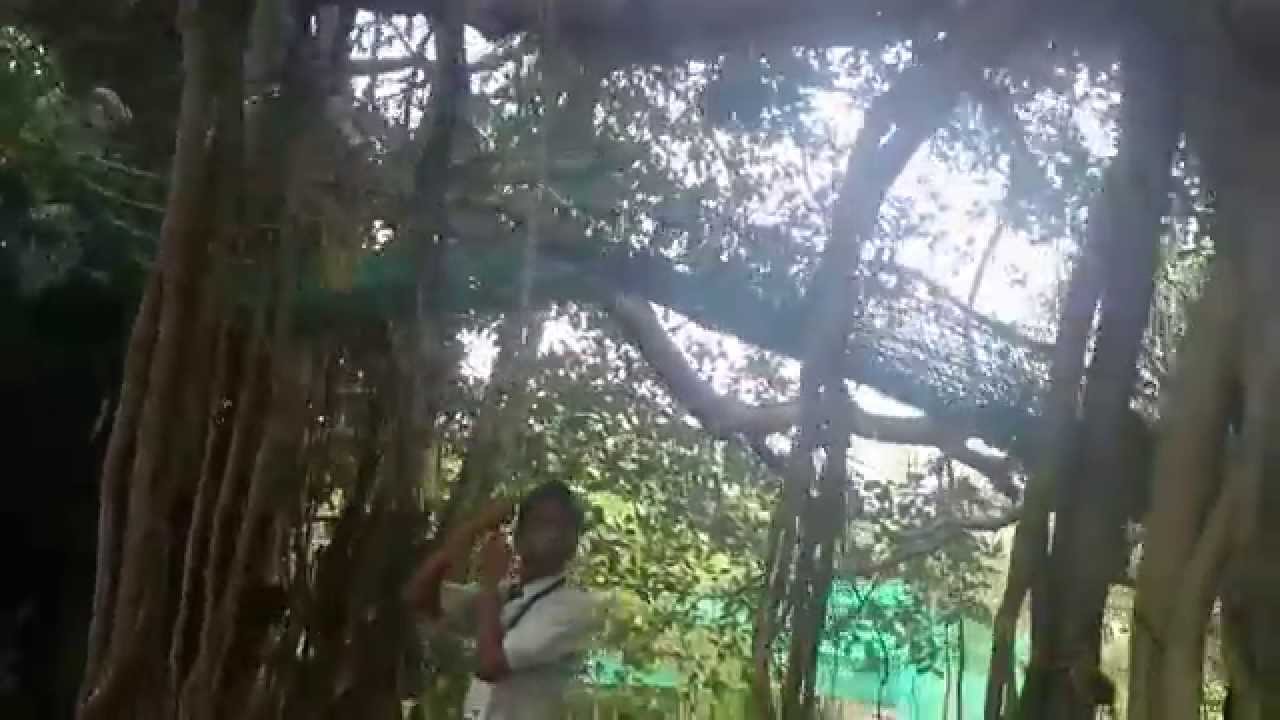 MOV Tree House Fun