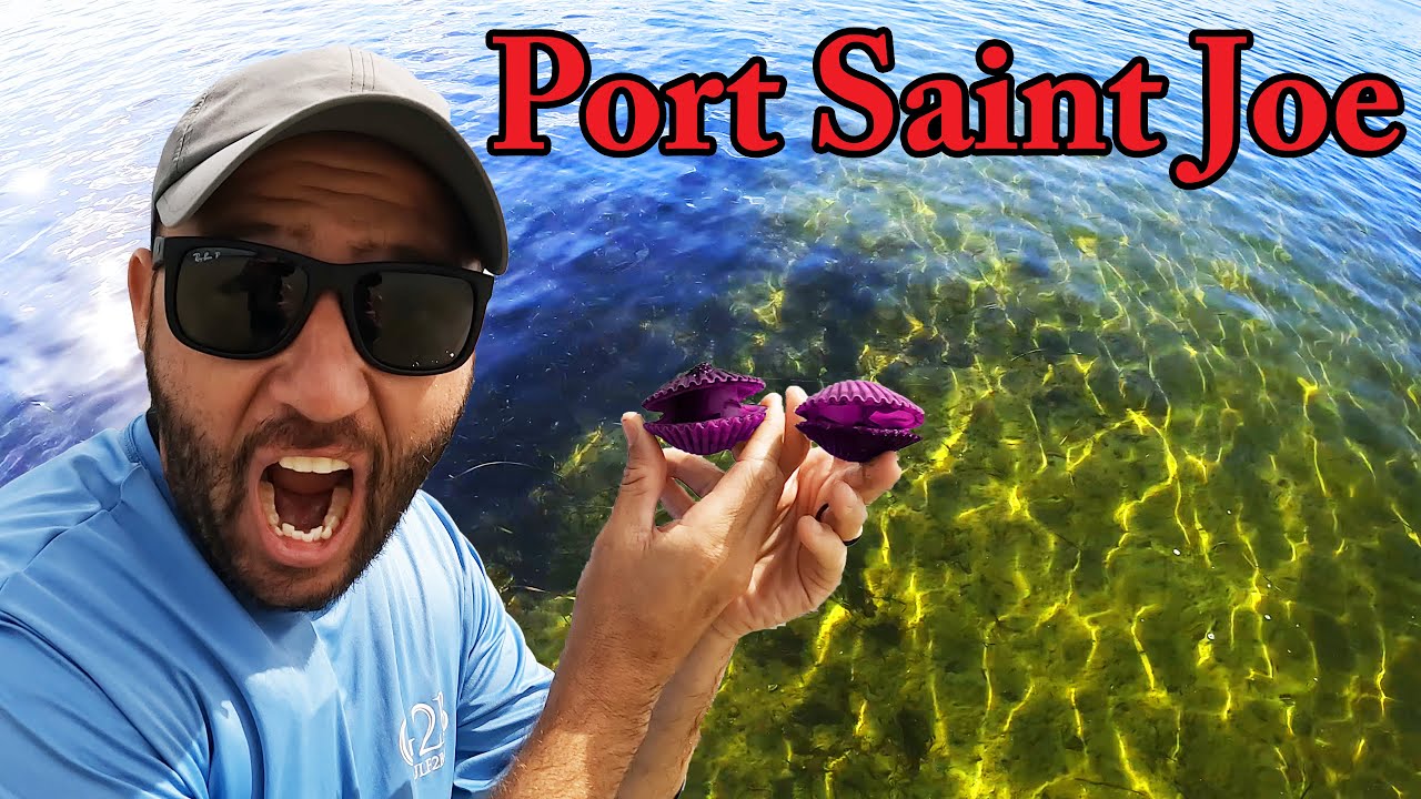 How to Find, Catch, Clean, and Cook Scallops in Port Saint Joe, Florida