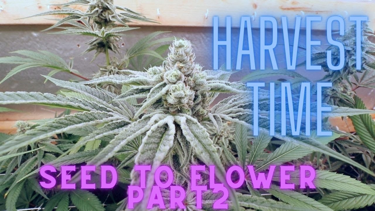Beginner Growers Guide= From Seed To Flower Part 2 Harvest
