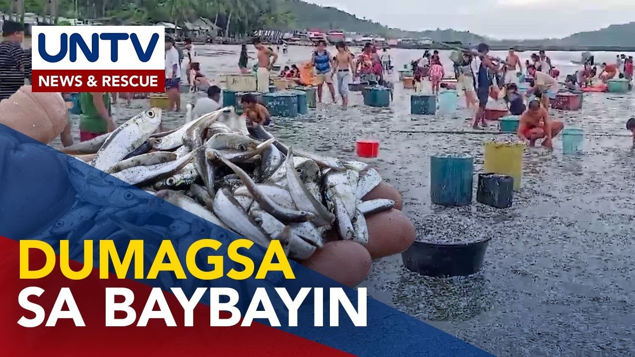 Isdang sardines, dumagsa sa baybayin ng Mandaon, Masbate