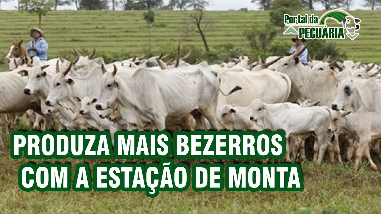 Produza mais bezerros com a estação de monta