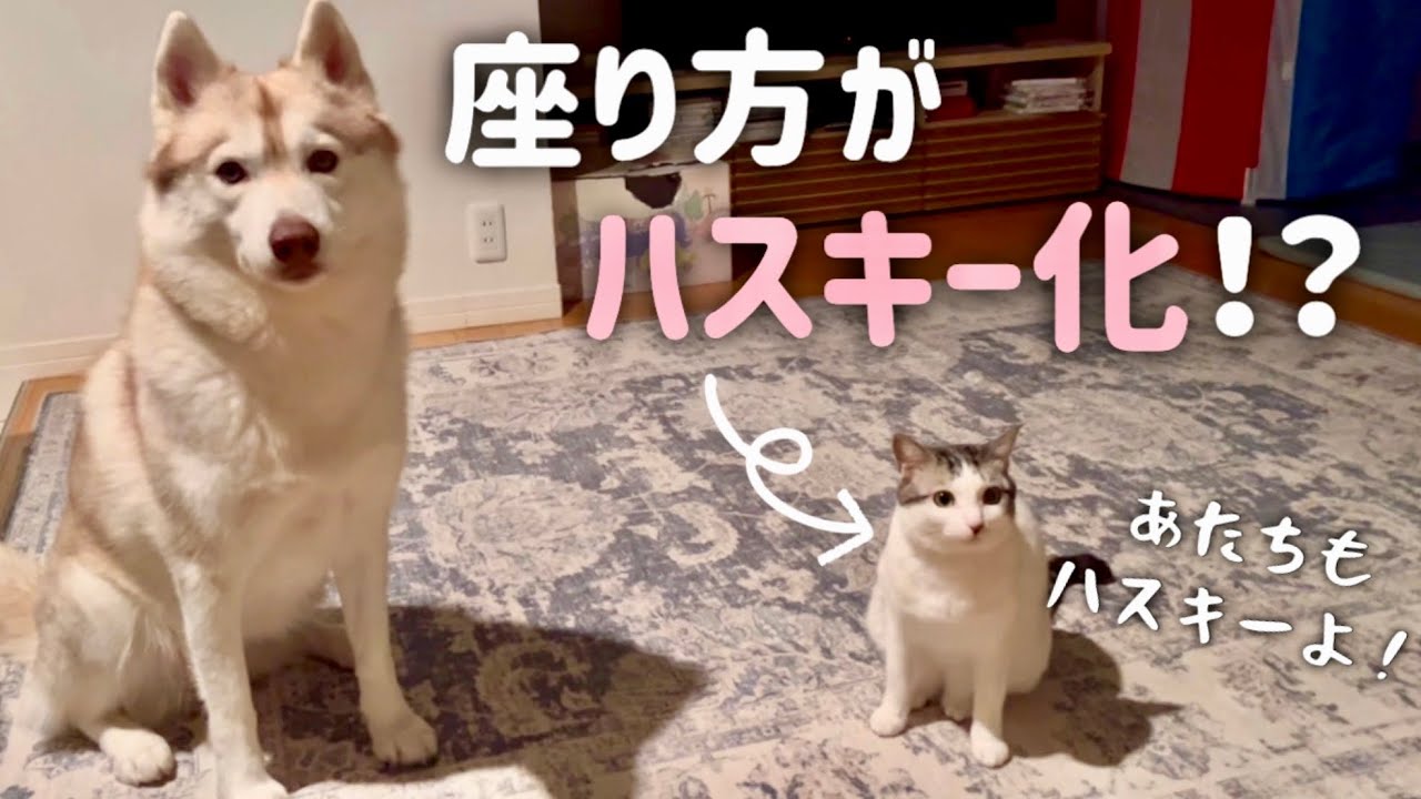 ハスキーに育てられ自分のことをハスキーだと思ってる猫