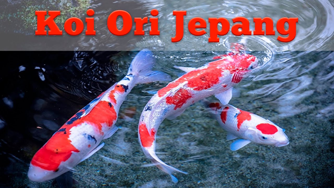 REVIEW IKAN KOI IMPORT JEPANG