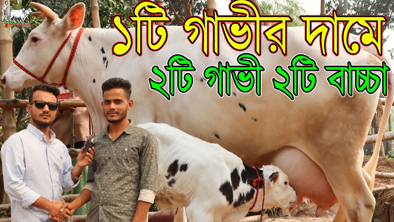 ১টি গাভীর দামে ২টি গাভী ২টি বাচ্চা এবং সারাদেশে ফ্রী ডেলিভারী। গরীব ভাই -বোনদের সেরা রমজানের গাভী।