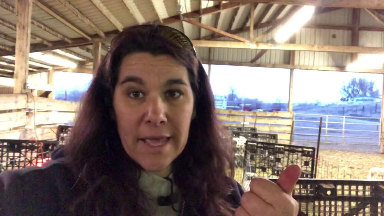 Lambing &ldquo;kit&rdquo; Vlog 56