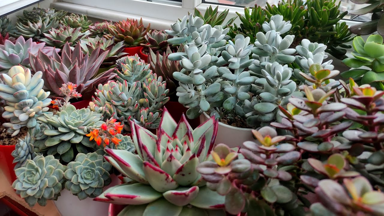 Su Terapisi Yapıyorum #plants #succulent #garden #keşfet #çiçek #love #succulents #suculentasbrasil