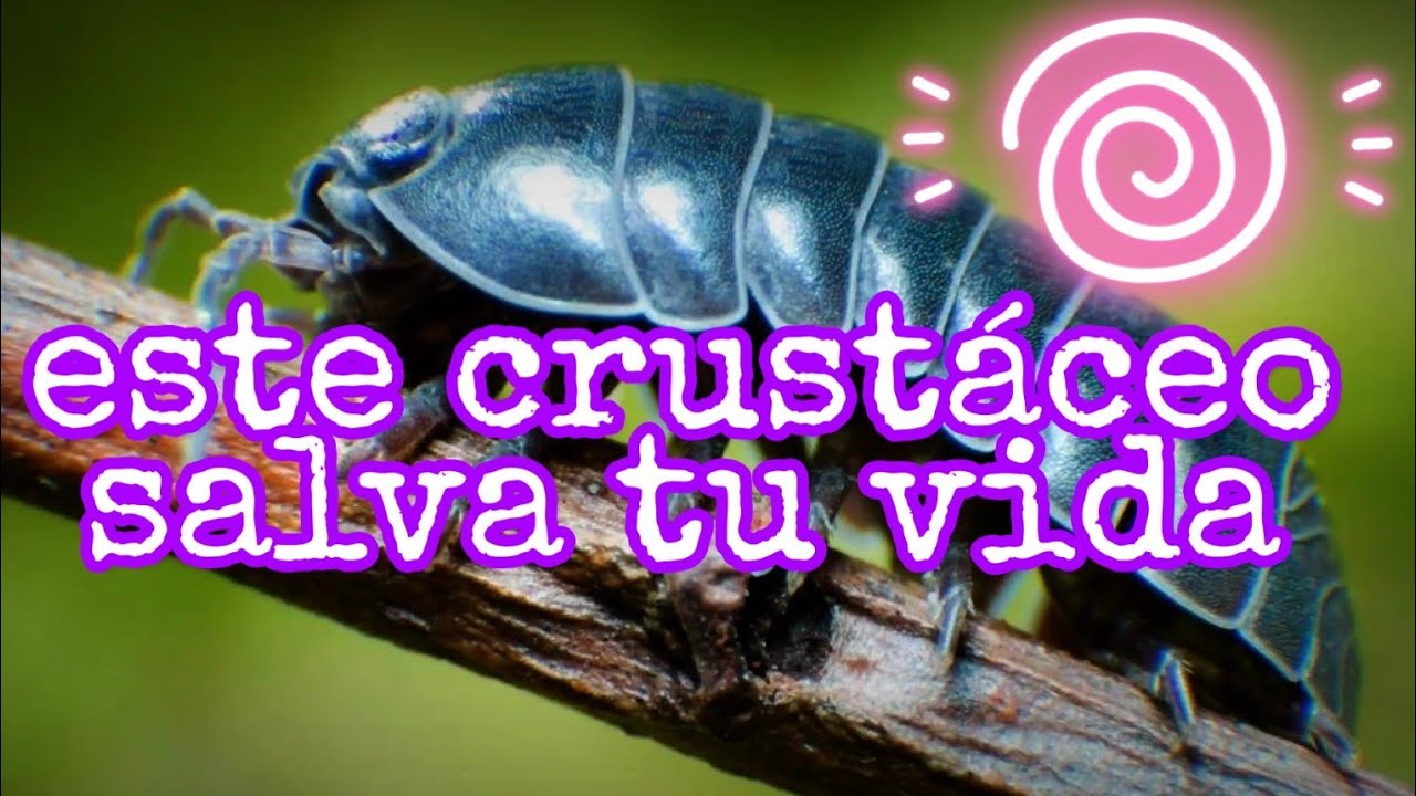 incre&iacute;ble! este animalito salva tu vida ( oniscidea)