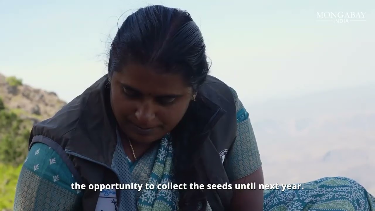 Reviving Rare Native Plants  - One Seedling at a time | Official Trailer | ALT EFF 2025