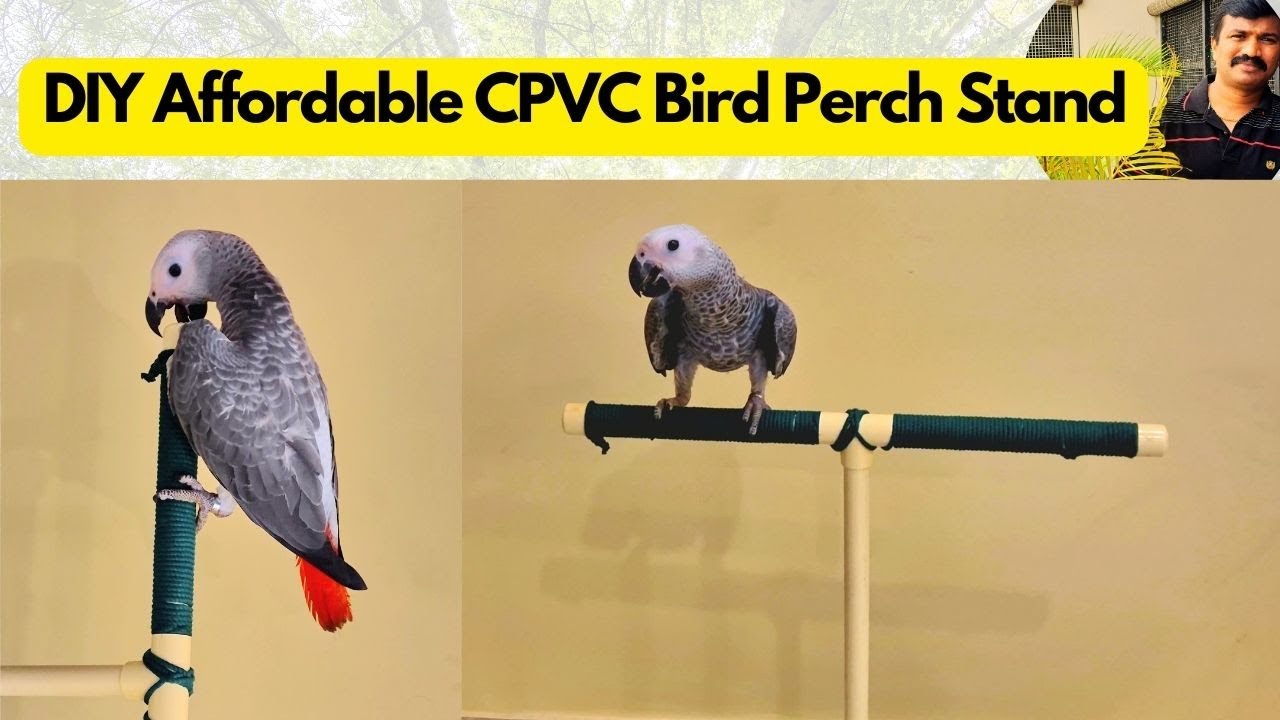 DIY  CPVC Bird Perch Stand | Affordable Play Stand | HMS Aviary