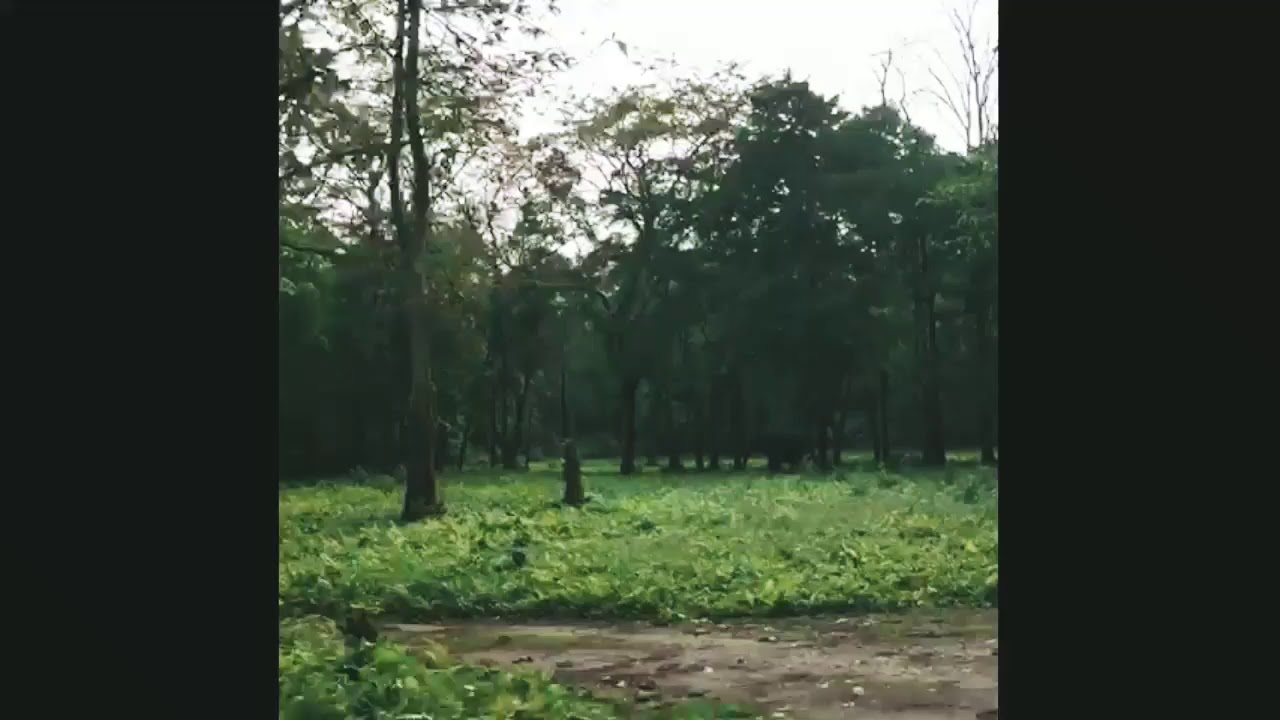 Dooars Jungle Safari Chilapata Forest Buxa Tiger Reserve & Buxa Museum | Jayanti, North Bengal Tour
