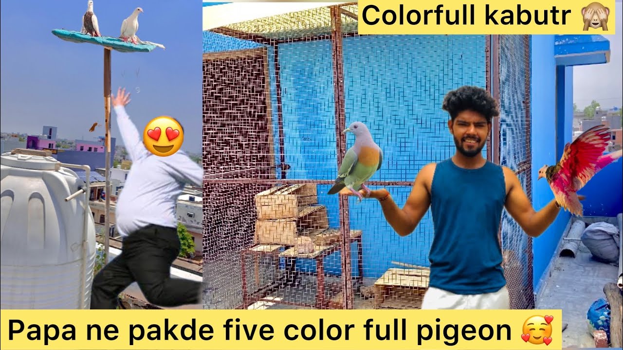 5 naye kabutr pakde 😍( Father catched five pigeons first time 😅)