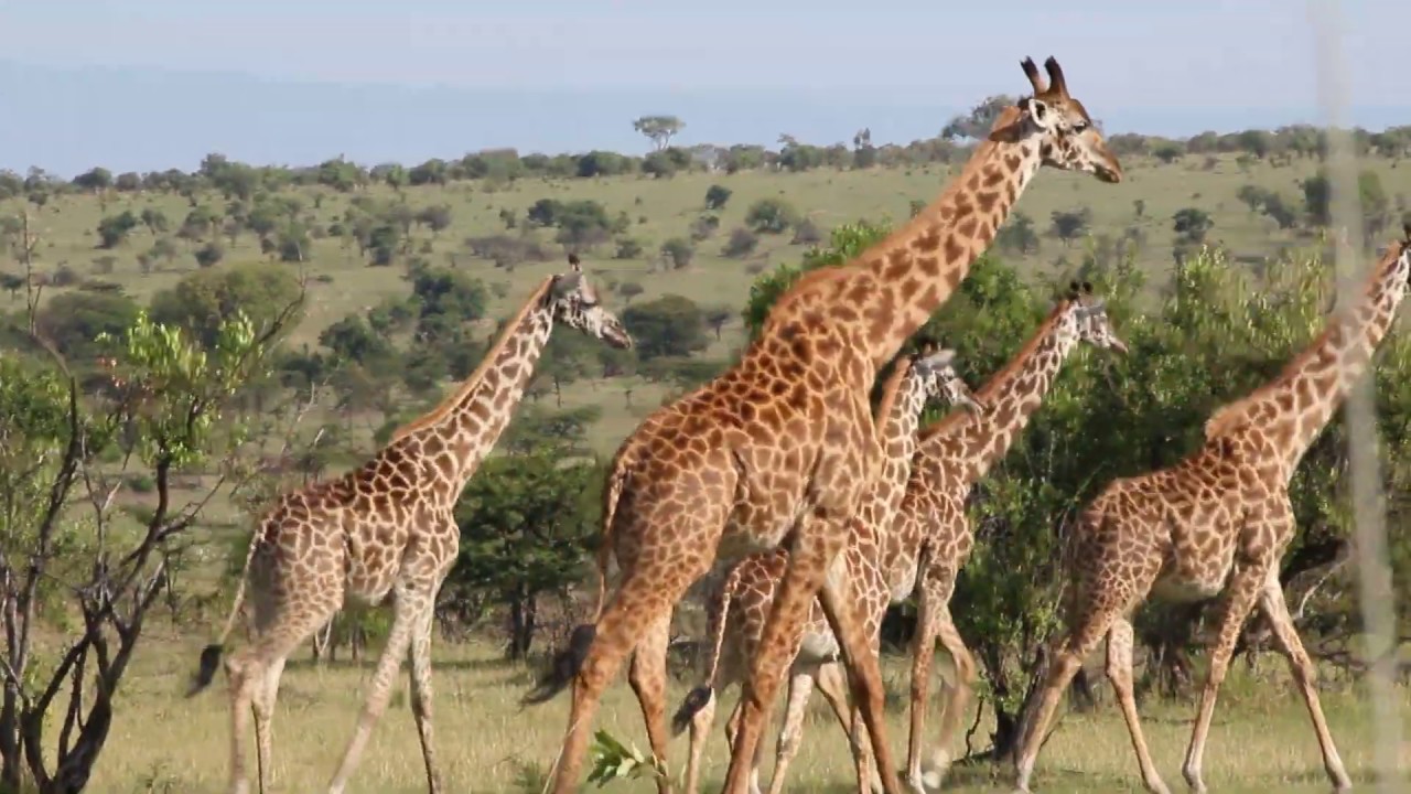 GIRAFFE WALKING & FEEDING ON TREES AT SERENGETI PLAINS // How giraffe walk, What giraffe eat?