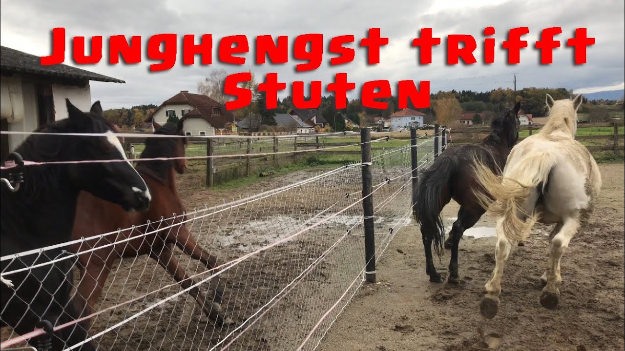 Junghengst trifft auf unsere Stuten 🐴 | Dandylearns