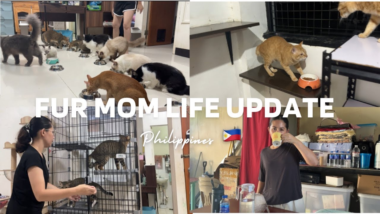 OUR DAILY LIFE WITH MY FUR BABIES HERE IN PHILIPPINES 🇵🇭 | MEAL TIME NG MGA CATS 😻