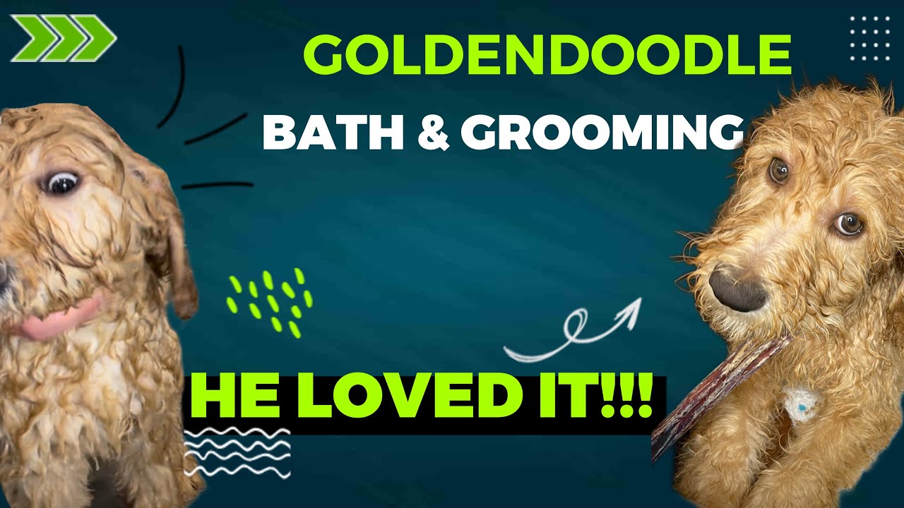 GROOMING AND BATHING A GOLDENDOODLE PUPPY 🐶♥️