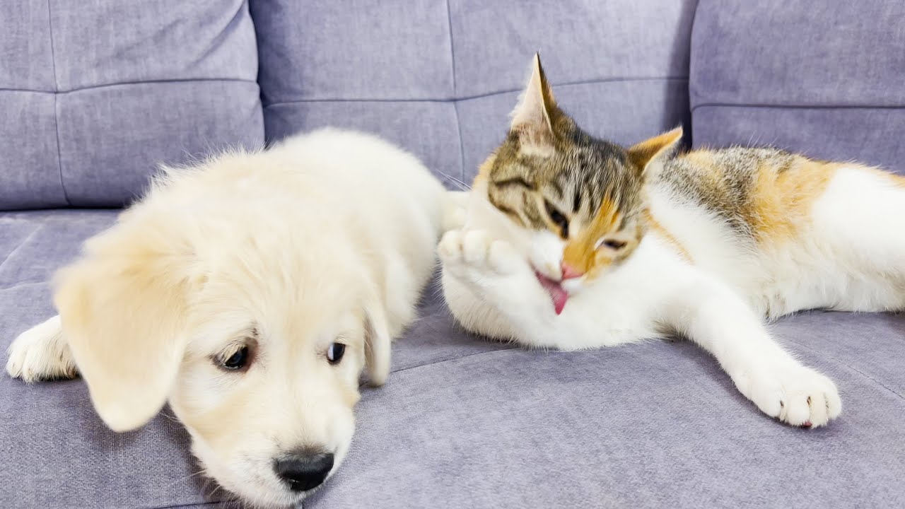 Funny Kitten Ignores Golden Retriever Puppy at First Meeting!!