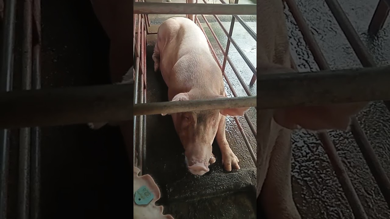 Mga inahing baboy malaki sila ❤️