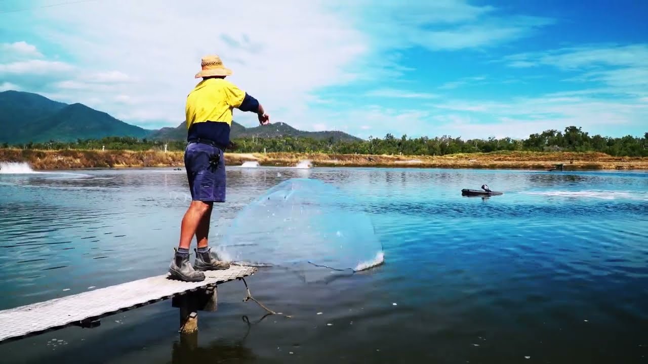 Australian Prawn Farmers   Farm To Plate