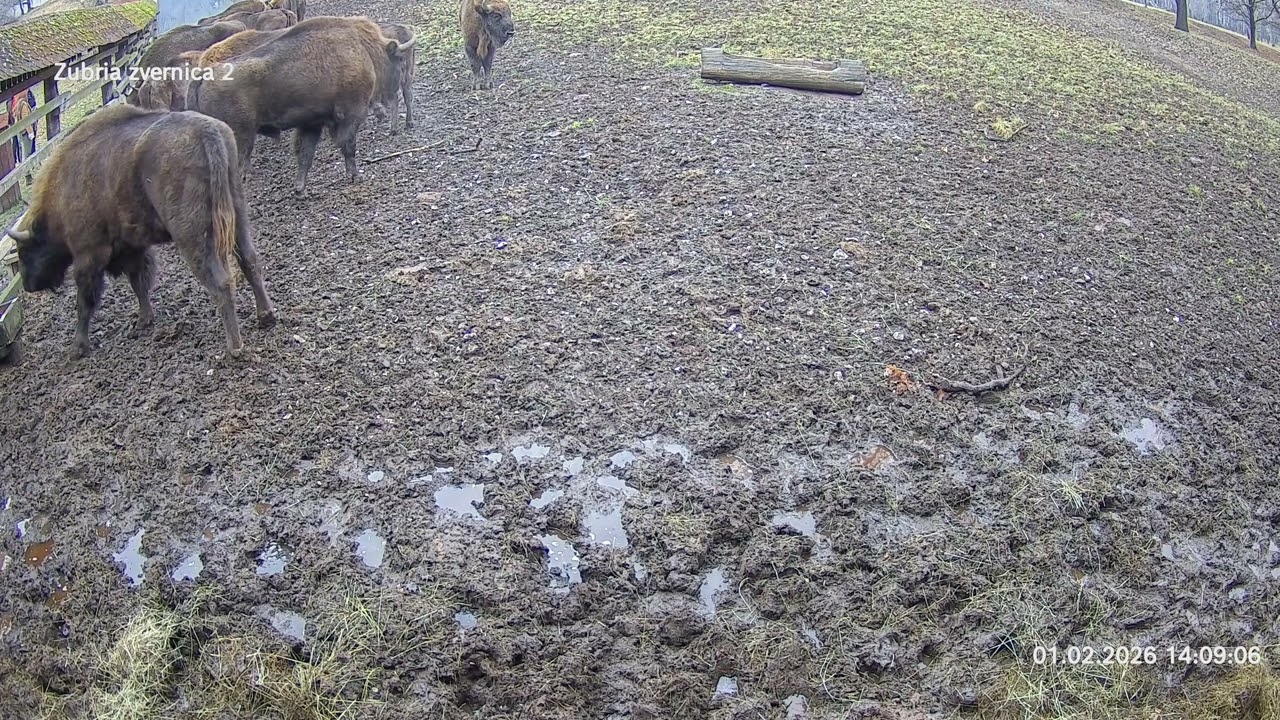 Zubria zvernica (cam213) 01.02.2026 o 14:15