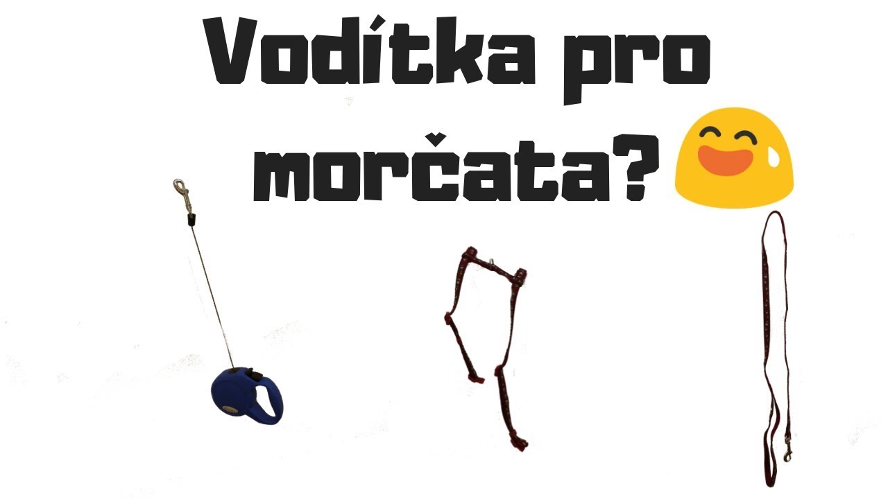 Morče na vodítku?+nové intro!