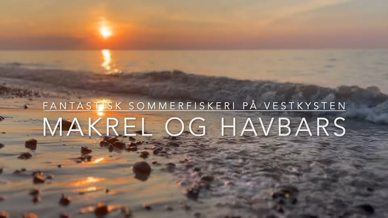 Havbars og makrel på vestkysten